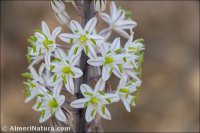 Drimia maritima