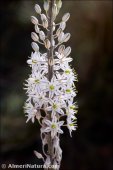 Drimia maritima