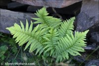 Dryopteris filix-mas