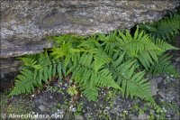 Dryopteris tyrrhena