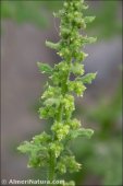 Dysphania botrys
