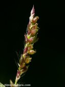 Echinochloa crus-galli