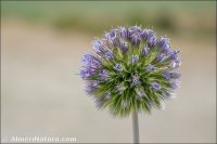 Echinops strigosus