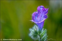 Echium plantagineum