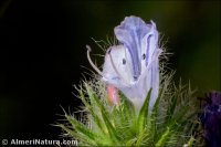 Echium plantagineum