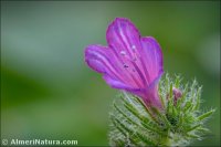 Echium sabulicola
subsp. decipiens