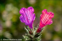 Echium sabulicola
ssp decipiens