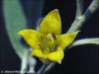 Eleagnus angustifolia