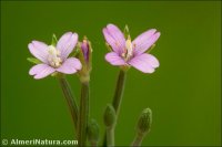 Epilobium tetragonum