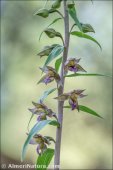 Epipactis cardina