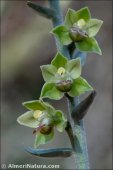 Epipactis kleinii