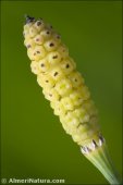 Equisetum ramosissimum