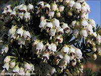 Erica arborea