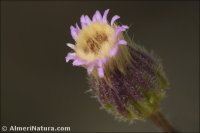 Erigeron acris