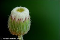 Erigeron bonariensis