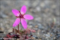 Erodium aethiopicum
subsp. pilosum