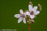 Erodium aethiopicum