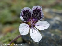 Erodium chelianthifolium