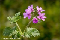 Erodium chium