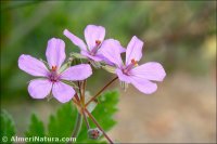 Erodium chium