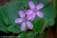 Erodium chium