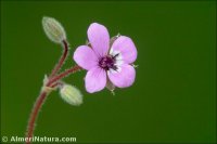 Erodium cicutarium