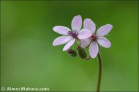 Erodium cicutarium