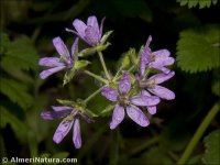 Erodium moschatum