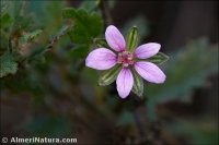 Erodium neuradifolium