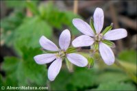 Erodium neuradifolium