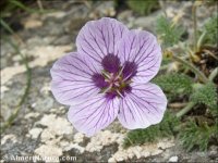 Erodium saxatile