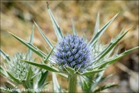 Eryngium glaciale