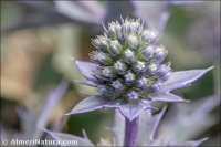 Eryngium maritimum