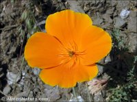 Eschscholzia californica