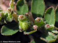 Euphorbia chamaesyce