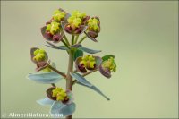 Euphorbia nevadensis
