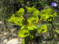 Euphorbia nicaeensis