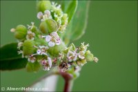 Euphorbia nutans