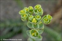Euphorbia paralias