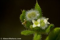 Galium aparine