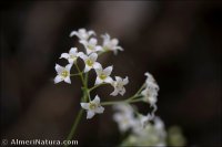 Galium pruinosum