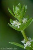 Galium verrucosum