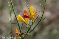 Genista versicolor