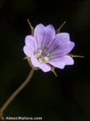 Geranium columbinum
