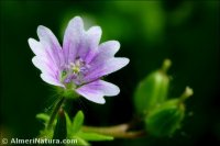 Geranium molle