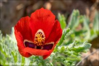 Glaucium corniculatum