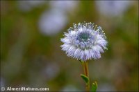 Globularia alypum