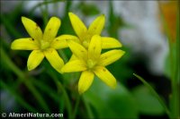 Gagea durieui