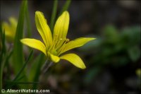 Gagea foliosa
subsp. ellyptica