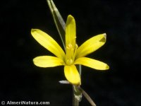 Gagea reverchonii